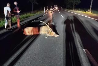 Zderzenie chryslera z jeleniem. Wypadek w Wielkopolsce [ZDJĘCIA]