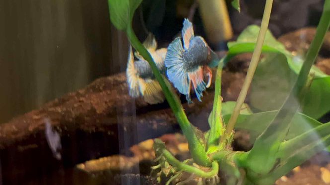 Rozmawiamy z Tomaszem Wiśniewskim, założycielem Aqua Dreams Bydgoszcz