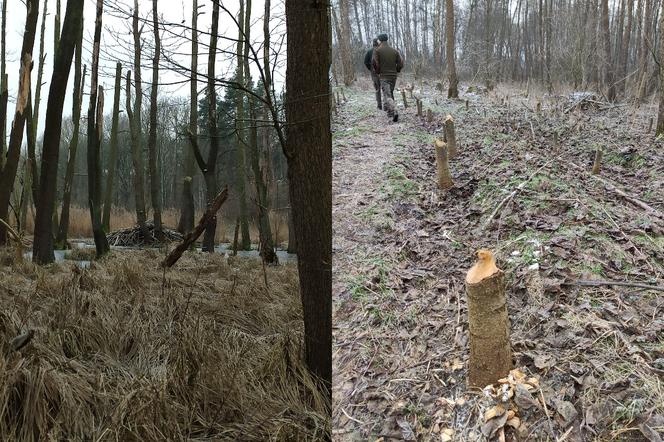 Bobry zjadły prawie hektar lasu w Poznaniu! Przykry widok