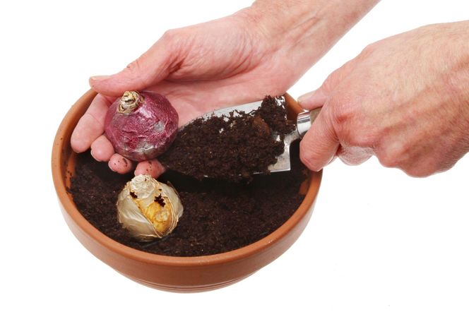 Pędzenie hiacyntów