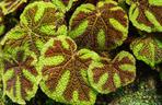 begonia