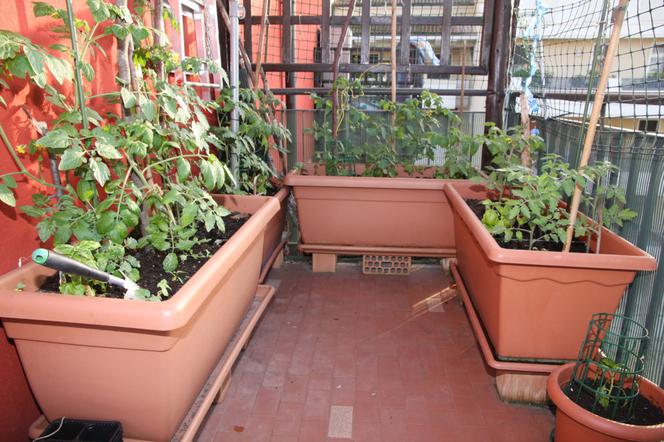 Uprawa warzyw na balkonie