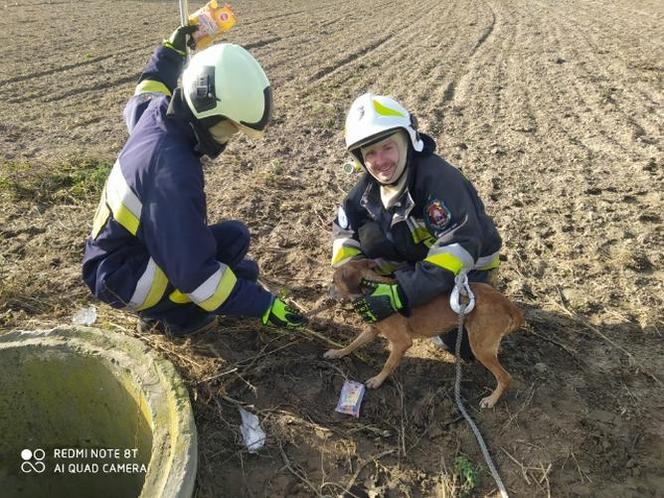 Strażacy OSP z Czempinia uratowali psa. Zwierzak wpadł do głębokiej studni