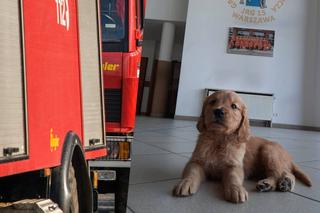 Oto najsłodszy warszawski strażak - psiak właśnie zaczyna służbę w JRG 15!