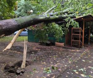 Podtopienia i połamane drzewa. Blisko 200 interwencji strażaków