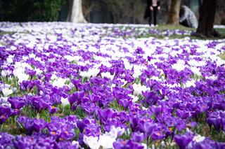 Krokusy zakwitły w Warszawie
