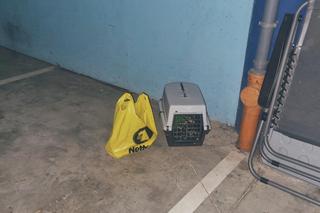 Wrocław. Ktoś wyrzucił na parkingu papugę. Była splątana sznurkiem do tresury