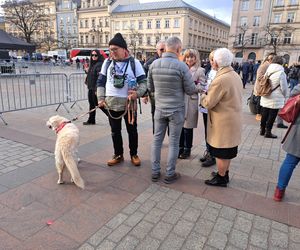 33. Finał WOŚP z grupą krakowskich Golden Retrieverów