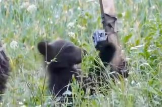 Bieszczadzkie misie lubią technologie