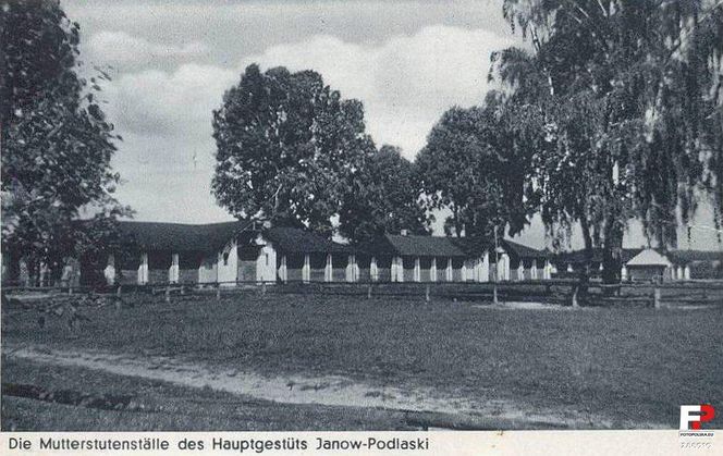 Stadnina koni w Janowie Podlaskim na starych zdjęciach