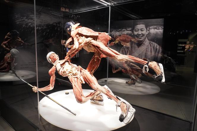 Wystawa z ludzkiego ciała. Body Worlds powróciła do Gdańska po 5 latach 