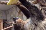 Leniwiec z ZOO Wrocław