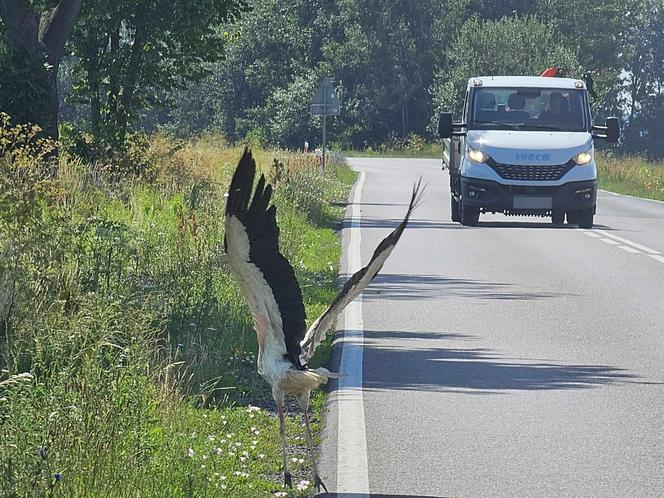 Bociany nietypowe zagrożenie na drodze.