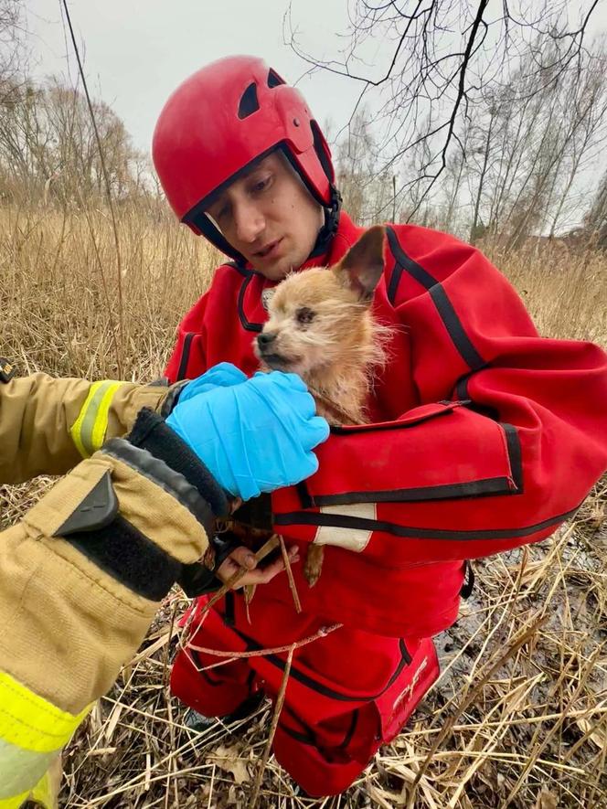 Pies uratowany z bagna przez katowickich strażaków