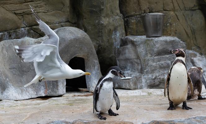 Młode pingwiny w płockim ZOO! Może uda wam się je zobaczyć! Koniecznie przeczytajcie