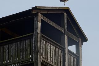 Bociany wróciły do Żywkowa