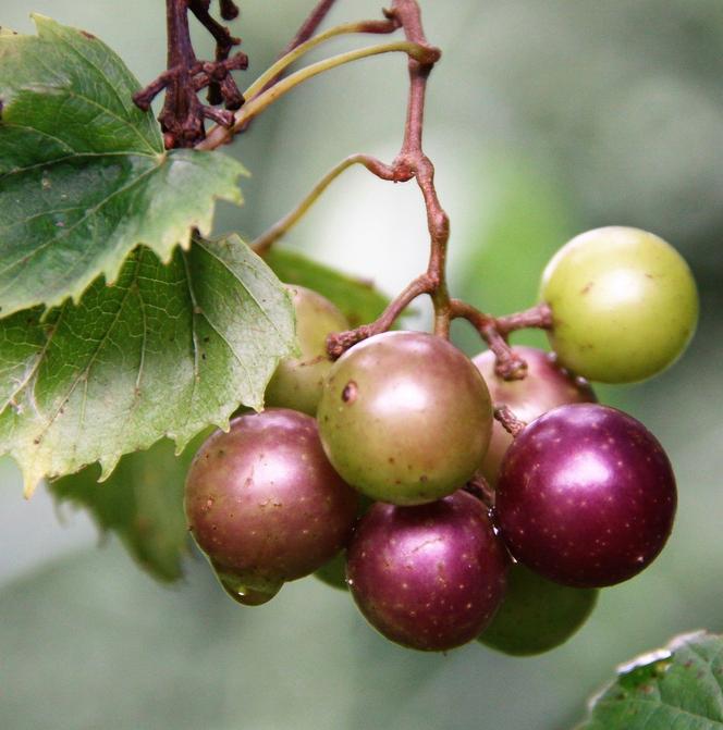 Winogrona odmiany muscadine