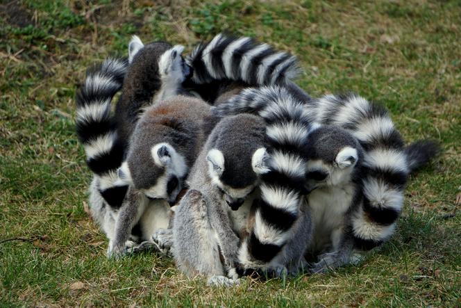 Sześć małych królów Julianów we wrocławskim zoo