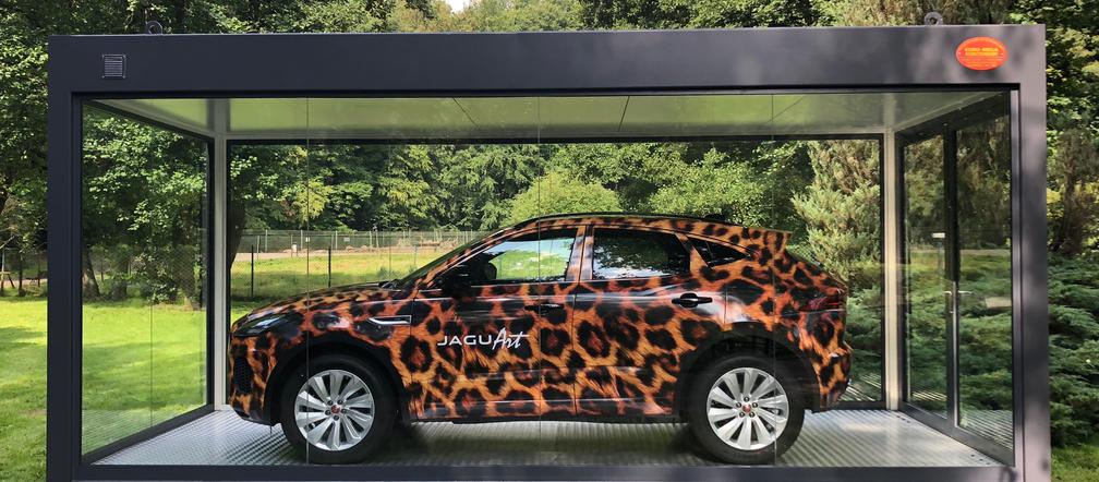 Jaguar w gdańskim zoo [ZDJĘCIA]