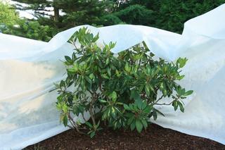 Osłona różanecznika na zimę