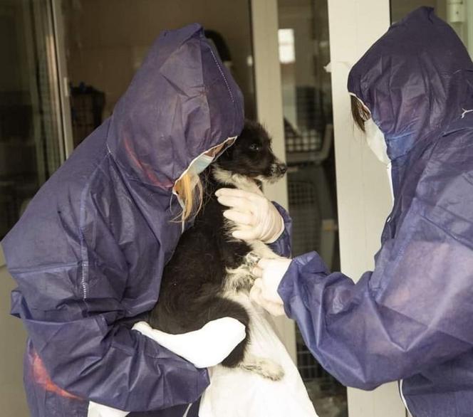 Zwierzęta z Ukrainy otrzymają pomoc w Przemyślu