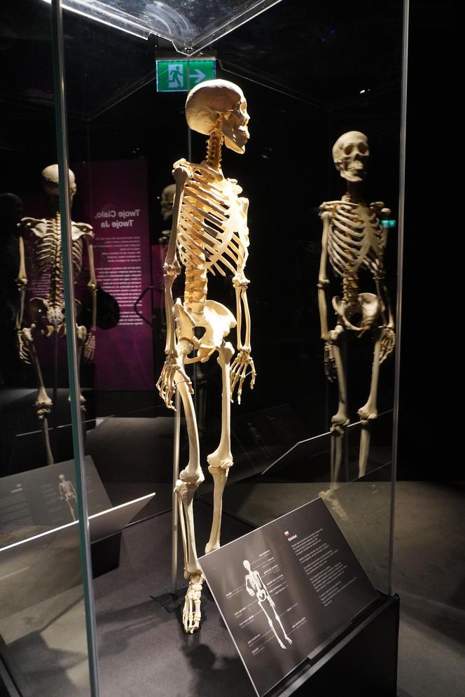 Wystawa z ludzkiego ciała. Body Worlds powróciła do Gdańska po 5 latach 