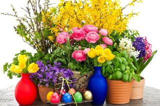 Kwiaty na Wielkanoc