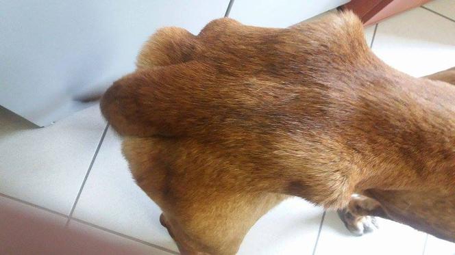 Egona właściciele porzucili w środku lasu