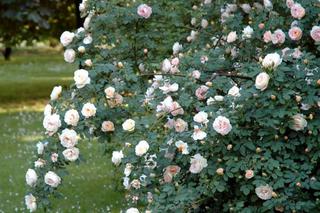Róża ‘Frühlingsduft’ - Rosa ‘Frühlingsduft’