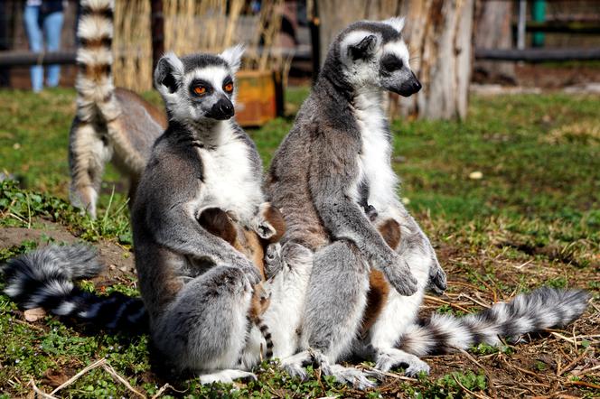 Sześć małych królów Julianów we wrocławskim zoo