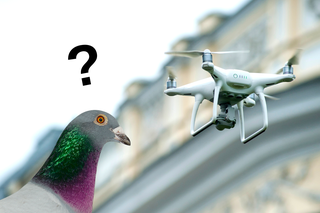 Idealny kamuflaż? Naukowcy zamienili martwe ptaki w drony! 