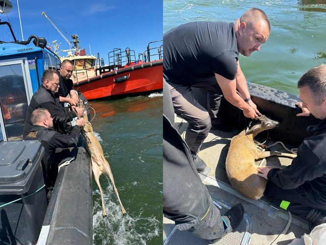 Jelonek wpadł do wody w Porcie Gdańsk. Uratowała go załoga "Pioruna" 