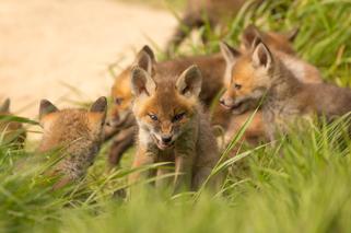 Leśne maluchy w Polskich lasach. Jak zwierzęta dbają o swoje potomstwo? [ZDJĘCIA]