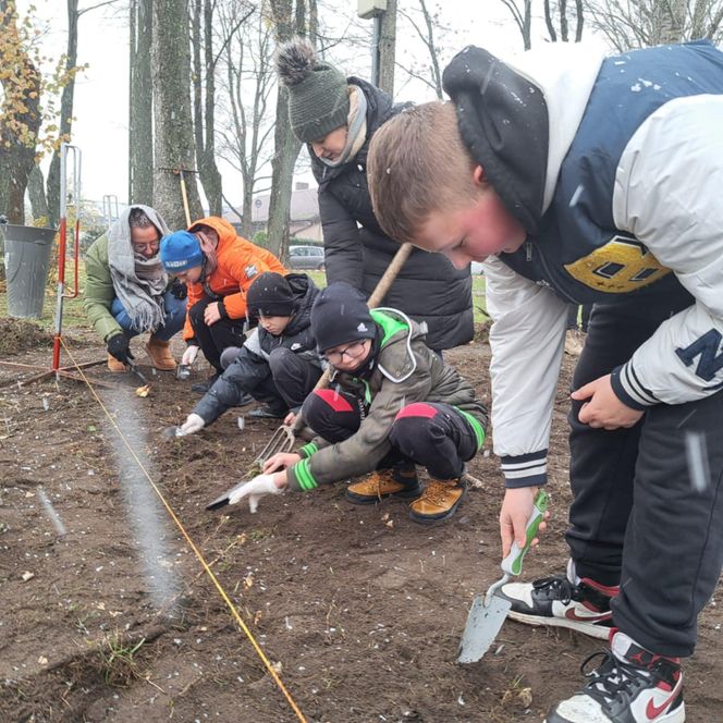 Akcja „Kwiaty Pamięci” w Sokołowie Podlaskim. Zasadzono ponad 18 tys. żonkili