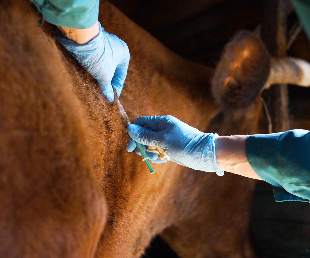Groźna choroba tuż na granicy Polski. Pierwszy przypadek od niemal 40 lat