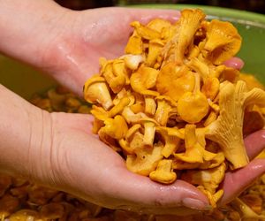 Jak oczyścić kurki? Martyna z „MasterChefa” zdradza najlepszy sposób