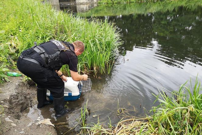 Bezbronna kaczka krzyżówka utknęła w śluzie na terenie Torunia. Interweniował Eko Patrol