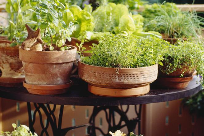 Zioła na balkon - jak sadzić i uprawiać? Jakie zioła nadają się na balkon?