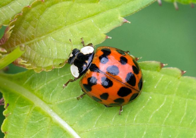 Harmonia axyridis