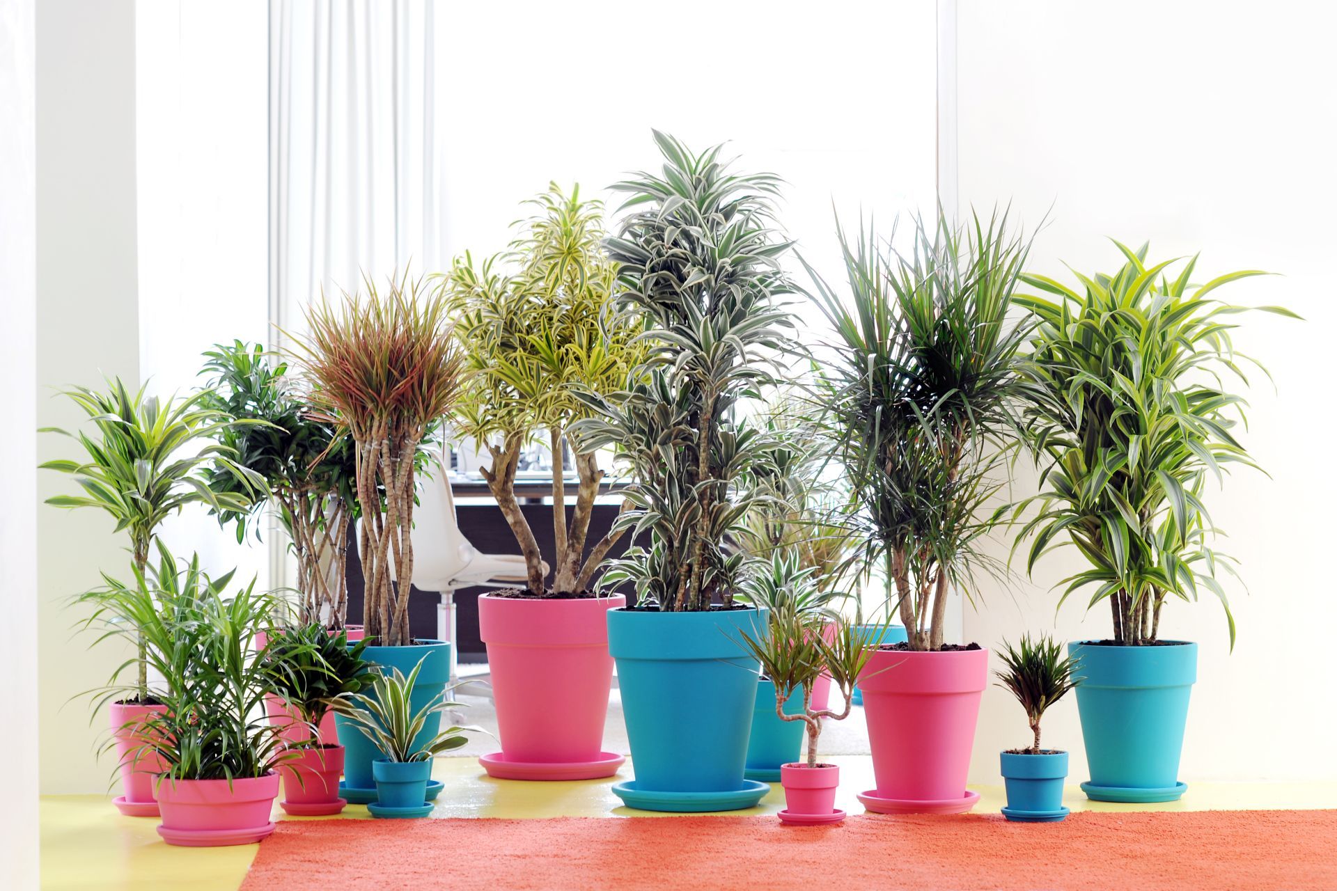 große glückskastanie Glückskastanie kaufen | Pachira main image 0