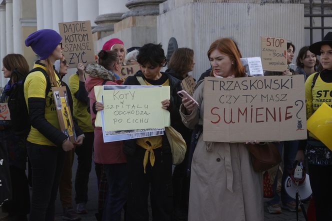 Wielki protest przez ratuszem. Wolontariusze walczą o życie kotów