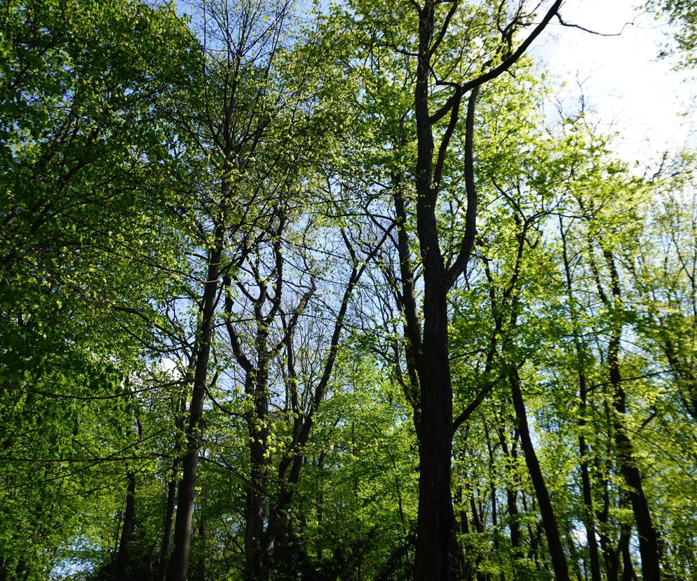 Wiosna na Cytadeli w Poznaniu