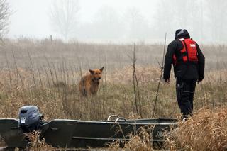 Rudy utknął na rozlewiskach Narwi. Strażacy ruszyli mu na pomoc [ZDJĘCIA]