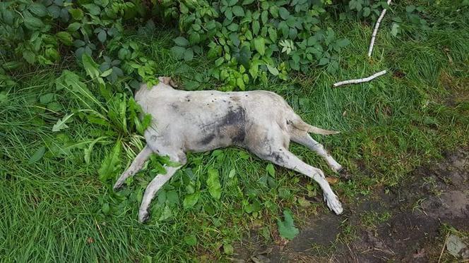 HORROR w Rogowie! Brutalny mord na psie. Miał skręcony kark