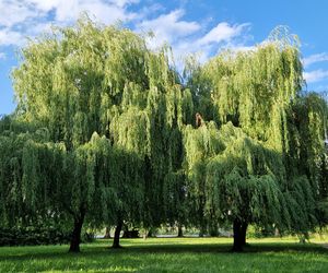 Park Centralny przed wielką zmianą! Zobacz, gdzie powstanie kąpielisko
