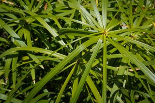 Rośliny doniczkowe o cienkich liściach: nolina, cibora, dracena, papirus