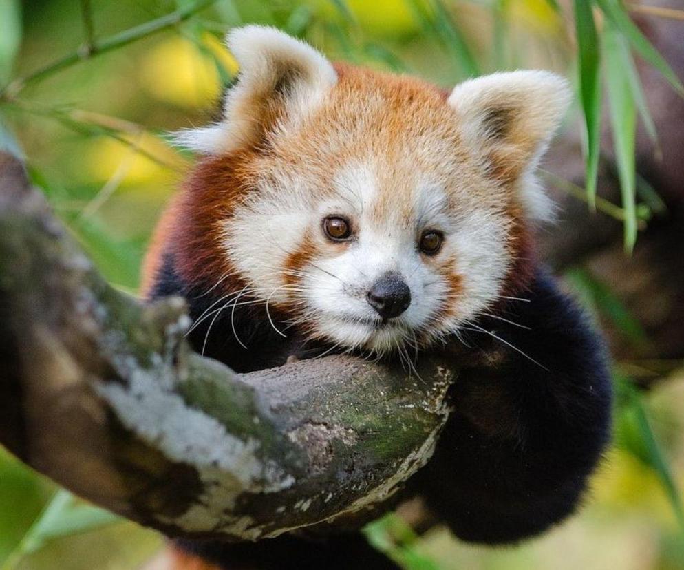 Panda ruda w poznańskim zoo