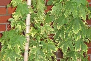 Klon pospolity 'Frisine' - Acer platanoides 'Frisine'