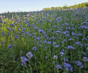 Łąki kwietne na Podkarpaciu