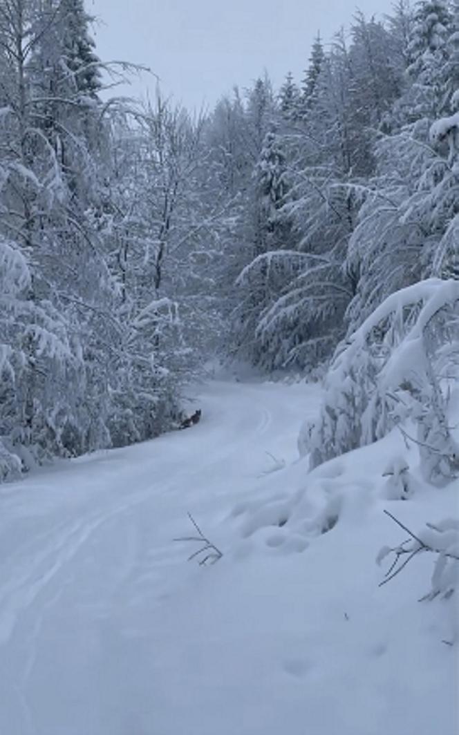 Rysie zaskoczone zimą w listopadzie. Biegają po beskidzkich szlakach